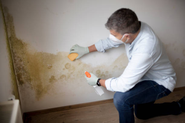 Best Forensic Mold Investigation  in Towanda, PA