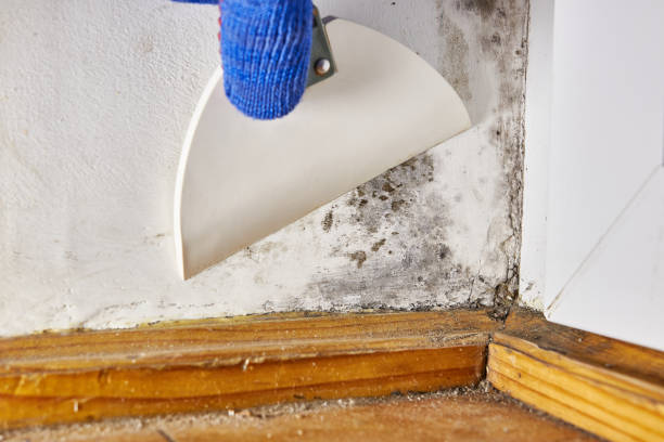 Best Basement Mold Removal  in Towanda, PA