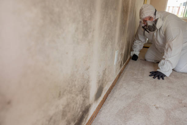 Best Mold-Related Health Consultation  in Towanda, PA